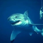 Shark Population Nears Extinction 