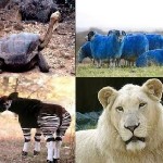 Interesting Facts about World's Rare Animals