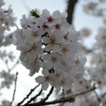 Interesting Facts about Cherry Blossoms or Sakura