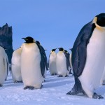  Interesting Facts about Penguins