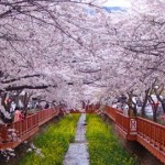 South Korea's Annual Cherry Blossom Festivals