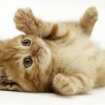 Things You Should Know About Cats Before You Get a New One