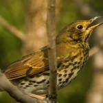 The Birds are Shrinking; Study Suggests Climate Change is to Blame