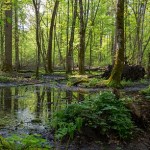 Greenpeace Romania Turns to Witchcraft to Fight Illegal Logging