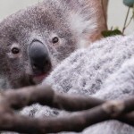 Koala's Future in Danger, Experts Say