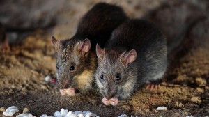 Hantavirus Facts You Need to Know Before You Panic
