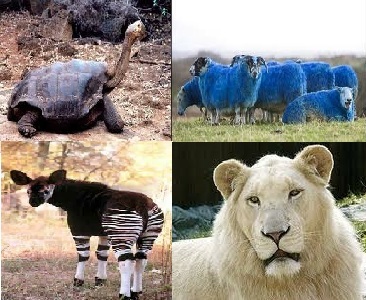 Interesting Facts about World's Rare Animals |